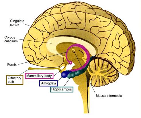 Hippocampus-1